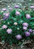 Scabiosa columbaria f. nana 'Pincushion Blue'